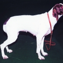 French Pointing Dog Gascogne Type